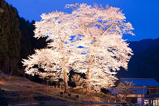 写真：苗代桜（県指定天然記念物）