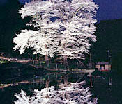 苗代桜(県指定天然記念物)