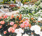 可児市 花フェスタ記念公園